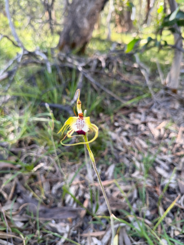 Caladenia observed 2026-10-28