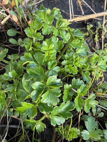 Apium prostratum observed 2026-10-28
