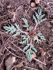 Cymopterus longipes