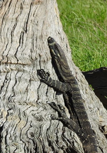 Varanus observed 2026-10-28