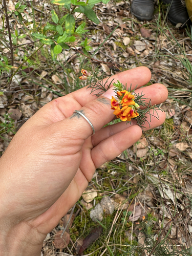 Dillwynia cinerascens, 2026-10-28