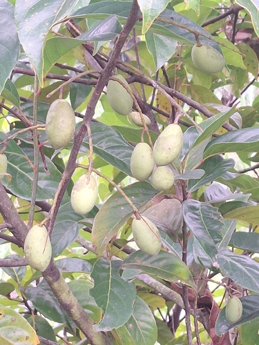 Elaeocarpus observed 2026-10-28