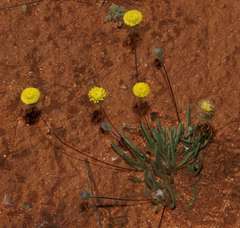 Asteridea athrixioides