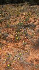 Asteridea athrixioides