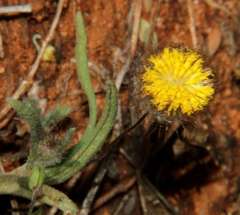 Asteridea athrixioides