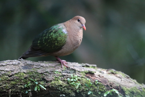 Chalcophaps indica observed 2026-10-28