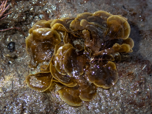 Zonaria farlowii observed 2026-10-27