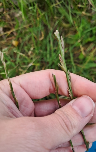 Lolium perenne observed 2026-10-28