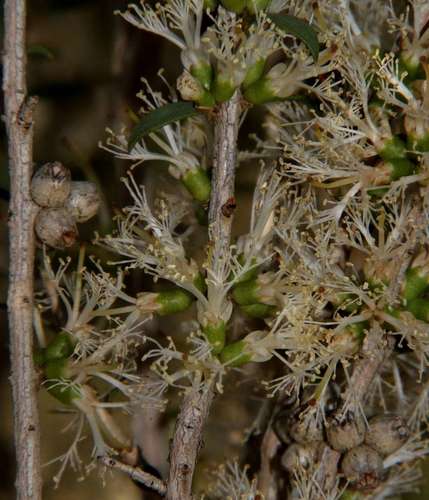 Image of Melaleuca acuminata by (c) Russell Best, some rights reserved (CC BY)