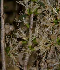 Melaleuca acuminata acuminata