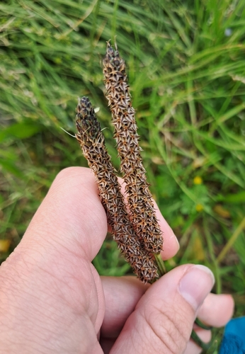 Plantago observed 2026-10-28