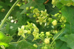 Bryonia
