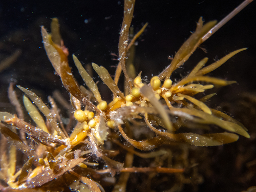 Sargassum observed 2026-10-27