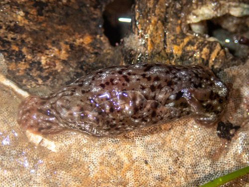 Aplysia californica, 2026-10-27