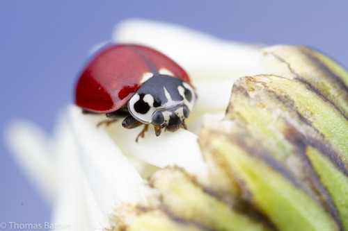 Western Polished Lady Beetle