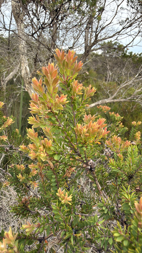Melaleuca observed 2026-10-28