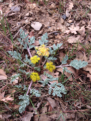 Cymopterus longipes