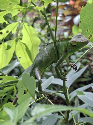 Calotes observed 2026-10-28