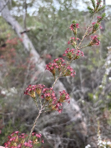 Calytrix tetragona observed 2026-10-28