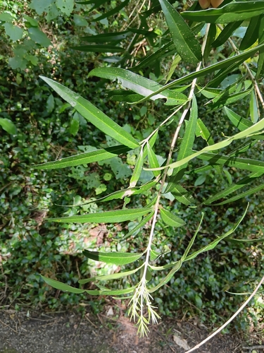 Nestegis lanceolata observed 2026-10-28