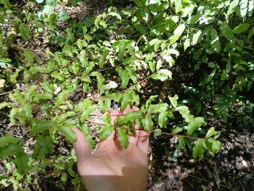 Myrsine australis observed 2026-10-28