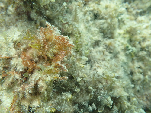 Portieria hornemannii observed 2026-10-25