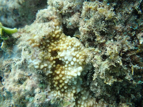 Montipora observed 2026-10-25