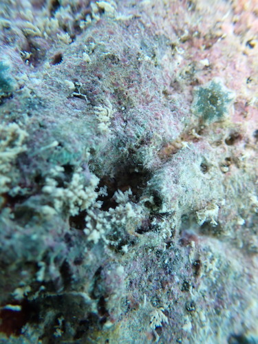 Aquilonastra anomala observed 2026-10-25