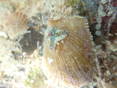 Aquilonastra anomala observed 2026-10-25