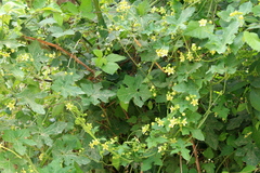 Bryonia