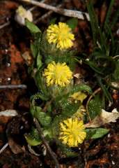 Triptilodiscus pygmaeus