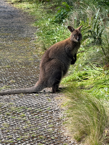 Macropus observed 2026-10-28