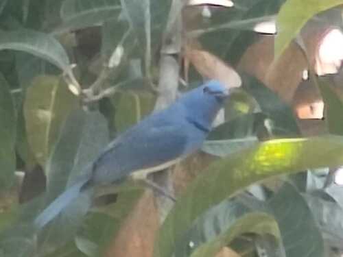 Hypothymis azurea observed 2026-10-28