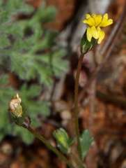 Goodenia pusilliflora