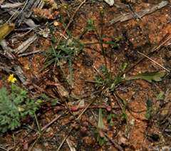Goodenia pusilliflora