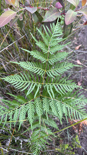 Pteridium observed 2026-10-28