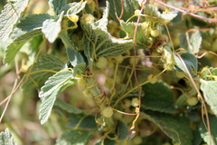 Cuscuta approximata