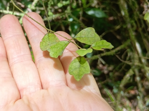 Pennantia corymbosa observed 2026-10-28
