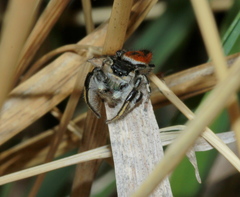 Phidippus insignarius