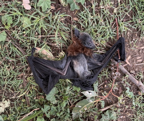 Pteropus observed 2026-10-28
