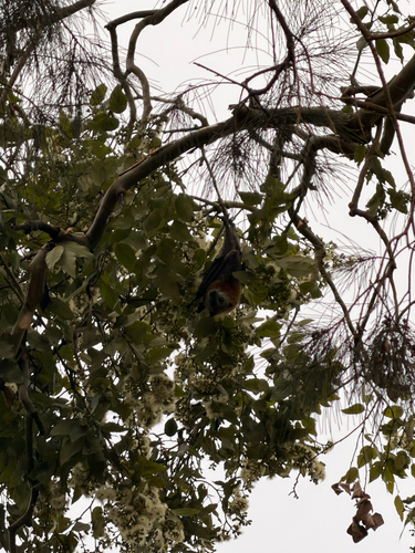 Pteropus observed 2026-10-28