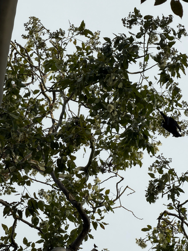 Pteropus observed 2026-10-28