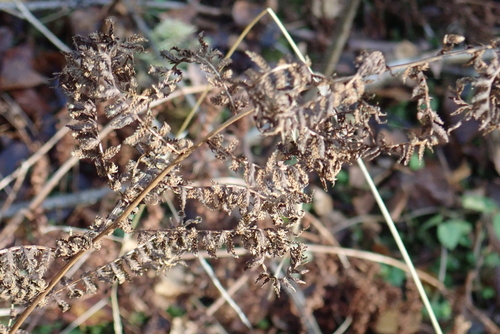Athyrium filix-femina observed 2026-10-27