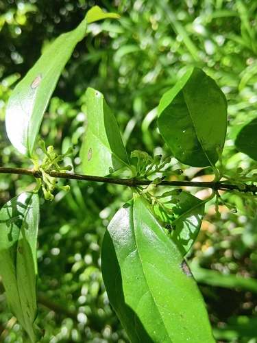 Geniostoma rupestre observed 2026-10-28