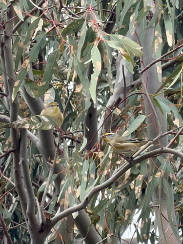 Pardalotus striatus, 2026-10-28