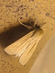 Mythimna oxygala