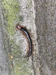 Scolopendra mutilans