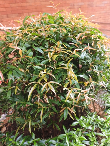 Syzygium observed 2026-10-28