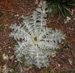 Onopordum acaulon