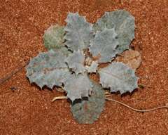 Onopordum acaulon